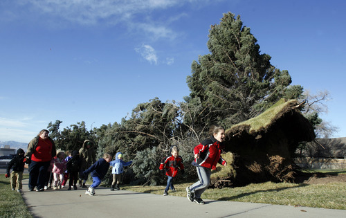 Francisco Kjolseth  |  The Salt Lake Tribune
Kindergartners from the Jewish Community Center take a quick field trip to the front of the the center on Thursday to check out the large pine that was knocked over by strong winds.